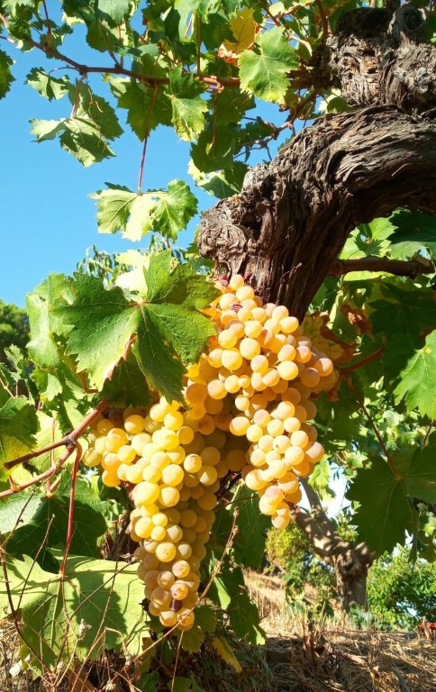 ALMIJARA-3.-UVAS-1 (Mediana)