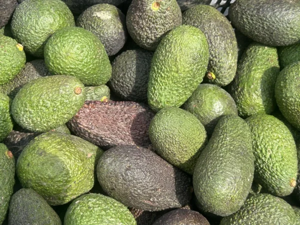 Fiesta del Campo de Benamargosa