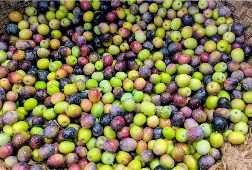 La Molienda de Riogordo