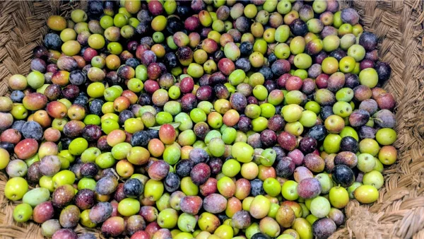 La Molienda de Riogordo
