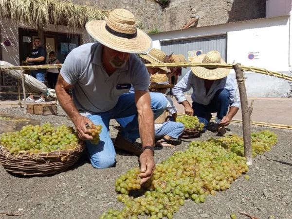 El Borge, pueblo productor de pasas por excelencia, celebra todos los años "El Día de la Pasa",